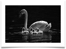 5 - Family of 5 - Chris Beesley
